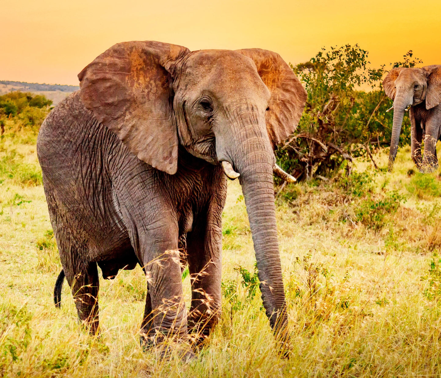 Elephant Fabric Panel: Cotton Quilt Squares, Jungle/Grassland Scenes