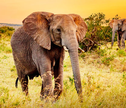 Elephant Fabric Panel: Cotton Quilt Squares, Jungle/Grassland Scenes