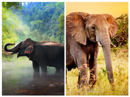 Elephant Fabric Panel: Cotton Quilt Squares, Jungle/Grassland Scenes