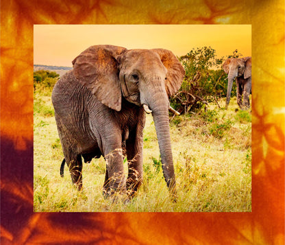 Elephant Fabric Panel: Cotton Quilt Squares, Jungle/Grassland Scenes