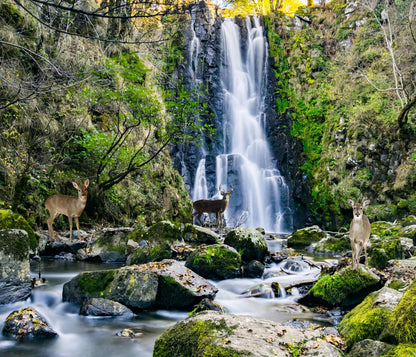 Deer by Waterfall Fabric Panel: Cotton Quilt Fabric, Waterfall Quilt Panel, Waterfall Without Deer